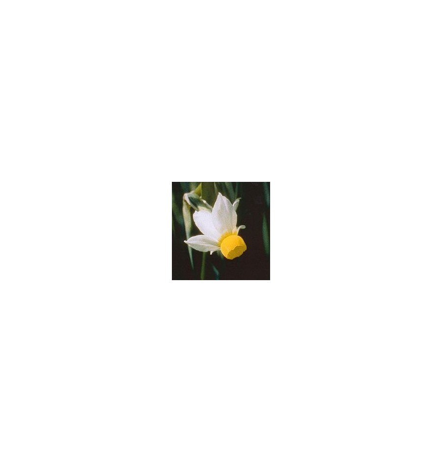 Narcisse Bulbocodium élixir
