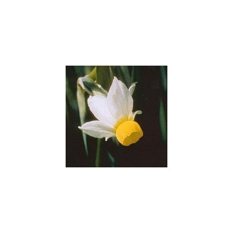 Narcisse Bulbocodium*