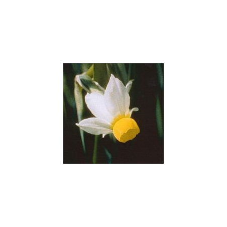 Narcisse Bulbocodium*