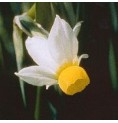 Narcisse Bulbocodium élixir