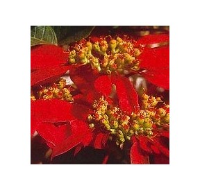 Poinsettia*