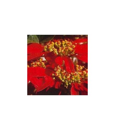 Poinsettia*