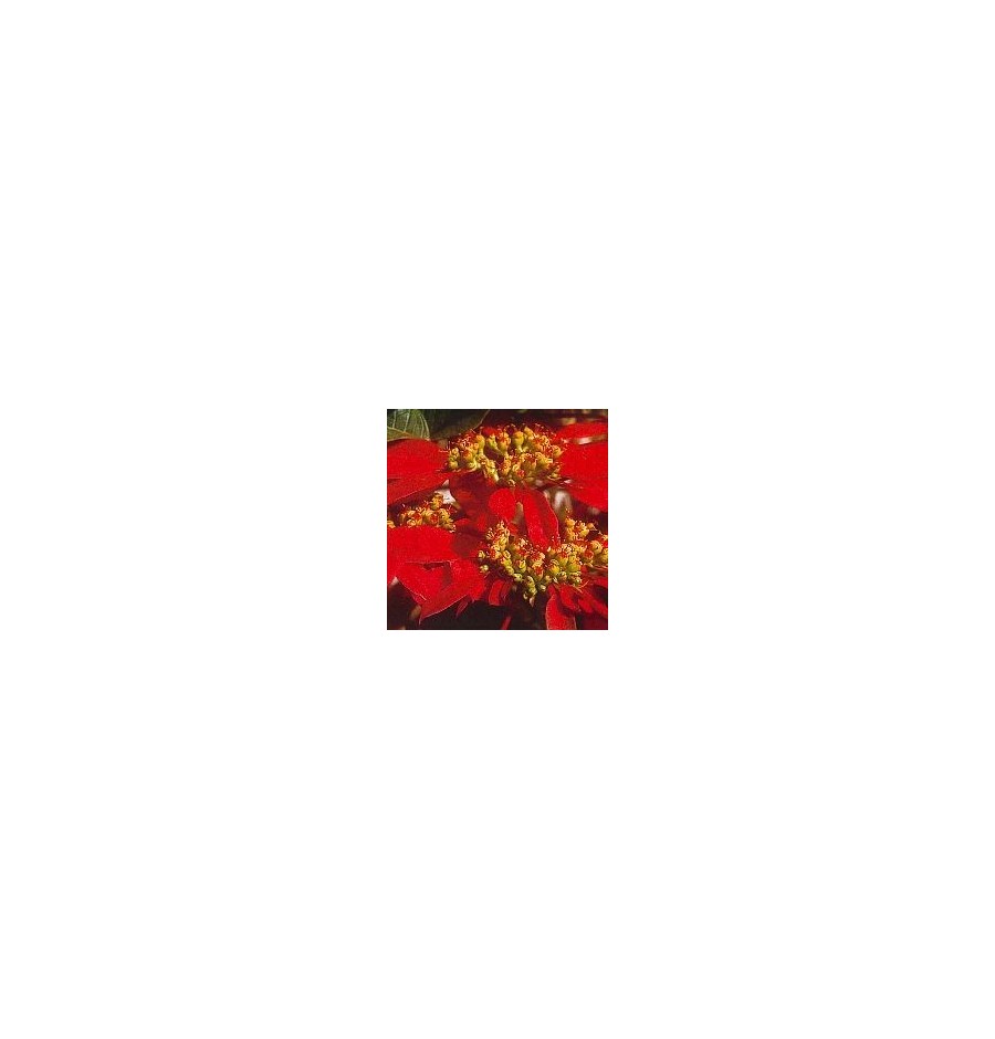 Poinsettia élixir