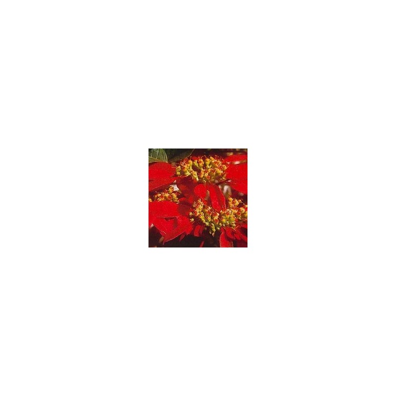Poinsettia* Poinsettia*