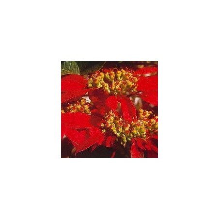 Poinsettia*