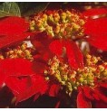 Poinsettia élixir