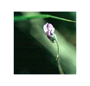 Grassette des Alpes*