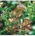 Rossolis Filiforme*