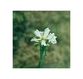 Attrape Mouche de Vénus*