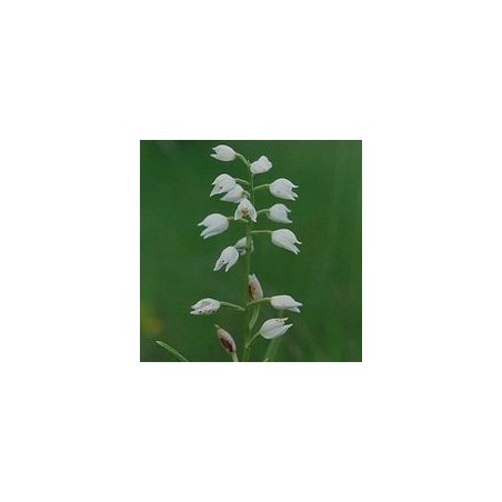 Plalanthère à fleurs verdatres*