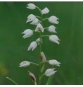 Platanthère à fleurs verdâtres* Platanthère à fleurs verdâtres*