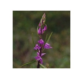 Céphalanthère rouge*