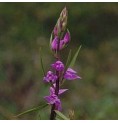 Céphalanthère rouge*