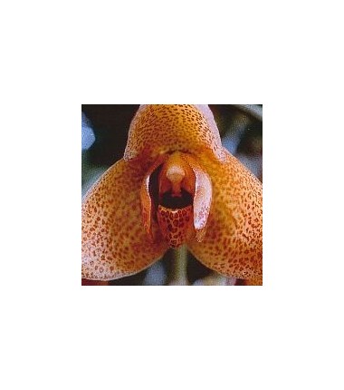 Agression Orchid*