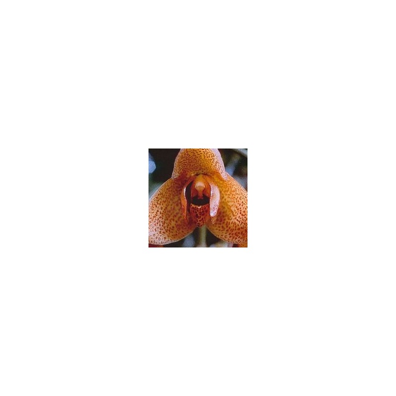 Agression Orchid* Agression Orchid*