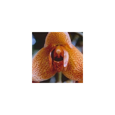 Agression Orchid*