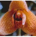 Agression Orchid* Agression Orchid*