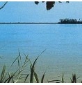 Amazonas élixir