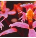 Angel Orchid* Angel Orchid*