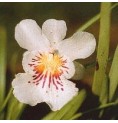 Angel of protection Orchid* Angel of protection Orchid*