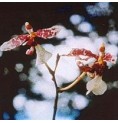 Channeling Orchid* Channeling Orchid*