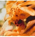 Chocolate Orchid* Chocolate Orchid*