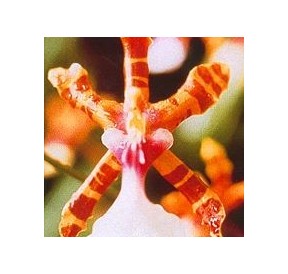 Colour Orchid*