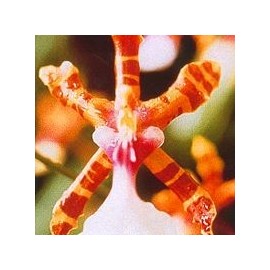 Colour Orchid*