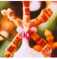 Colour Orchid* Colour Orchid*