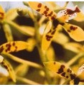 Deva Orchid*