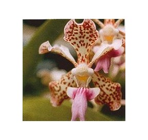 Fun Orchid*