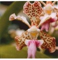 Fun Orchid*