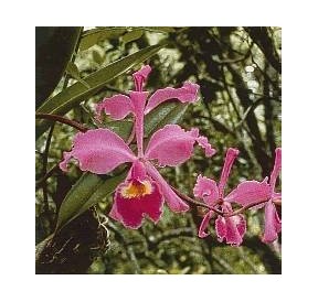 Füllhorn Cattleya*