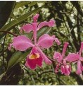 Füllhorn Cattleya élixir