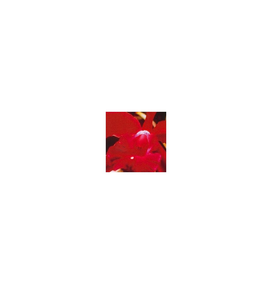 Heart Orchid élixir