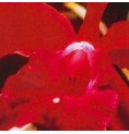Heart Orchid*