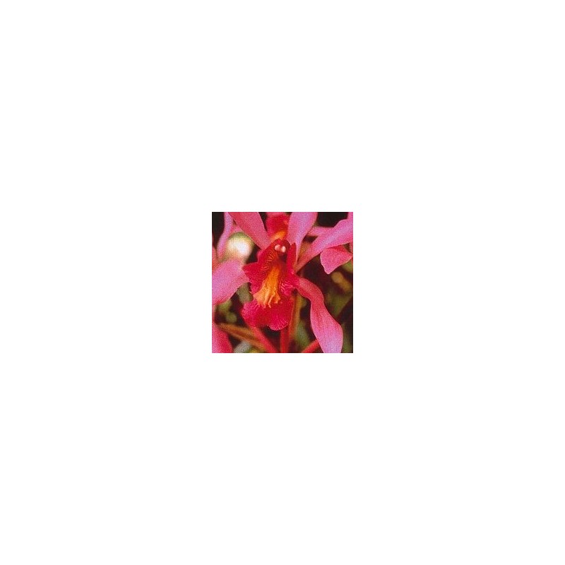 Higher Self Orchid* Higher Self Orchid*