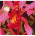 Higher Self Orchid* Higher Self Orchid*