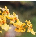 Love Orchid*