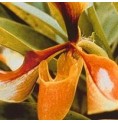 Psyché Orchid*