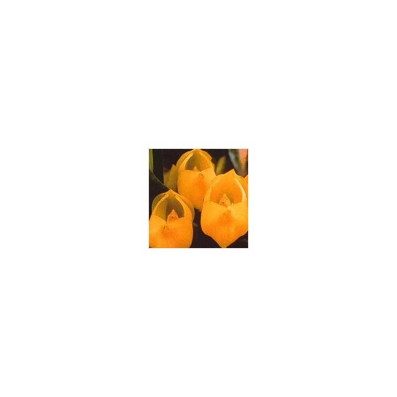 Vénus Orchid* Vénus Orchid*