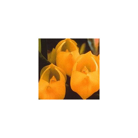 Vénus Orchid*