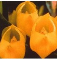 Vénus Orchid* Vénus Orchid*