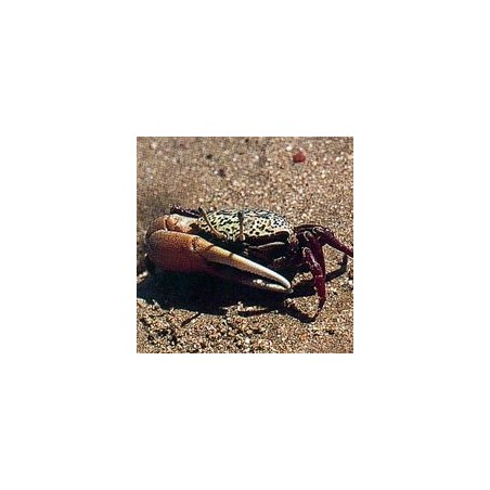Crabe