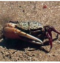 Crabe élixir