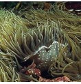 Anémone de mer*