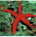 Etoile de Mer* Etoile de Mer*