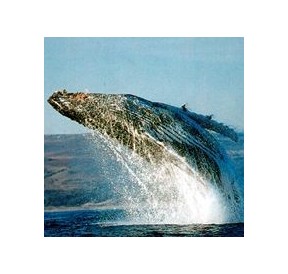 Baleine*