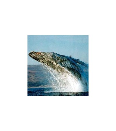 Baleine*