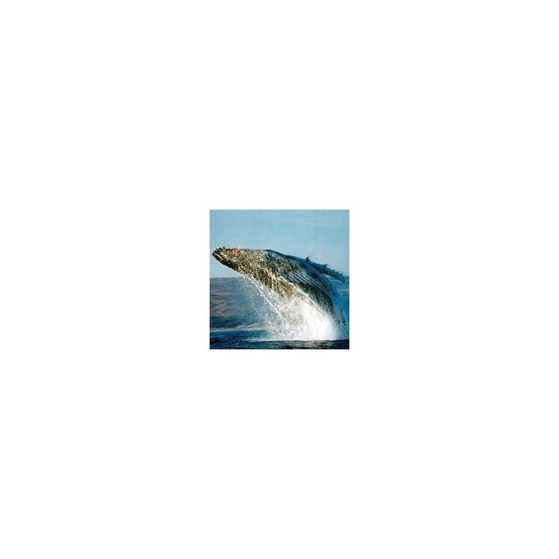 Baleine Pilote* Baleine Pilote*